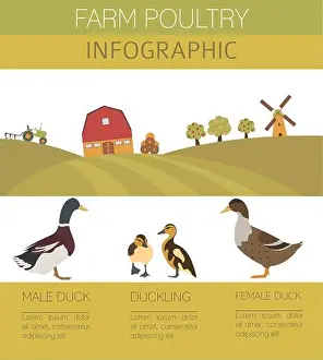 Drake Prints: Poultry farming. Duck family isolated on white. Flat design. Vector illustration