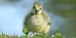 Jeune Prints: poussin bébé Bernache du Canada - Branta canadensis - baby chick Canada Goose