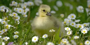 Jeune Prints: poussin bébé Bernache du Canada - Branta canadensis - baby chick Canada Goose