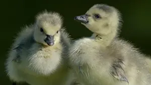 poussin bébé Bernache du Canada - Branta canadensis - baby chick Canada Goose