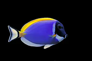 Undersea Prints: Powder Blue Tang (Acanthurus leucosternon)