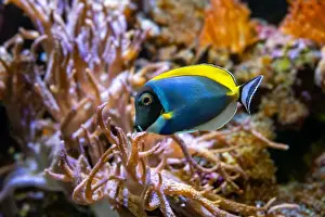 Acanthurus Prints: Powderblue surgeonfish, Acanthurus leucosternon / Weißkehl-Doktorfisch