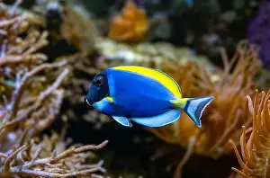 Seawater Prints: Powderblue surgeonfish, Acanthurus leucosternon / Weißkehl-Doktorfisch