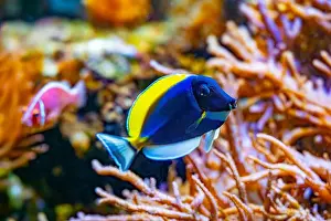 Seawater Prints: Powderblue surgeonfish, Acanthurus leucosternon / Weißkehl-Doktorfisch