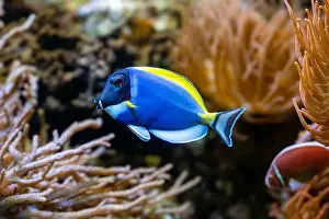 Seawater Prints: Powderblue surgeonfish, Acanthurus leucosternon / Weißkehl-Doktorfisch