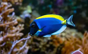 Powderblue surgeonfish, Acanthurus leucosternon / Weißkehl-Doktorfisch