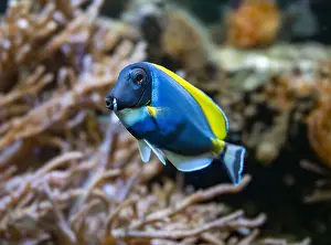 Seawater Prints: Powderblue surgeonfish, Acanthurus leucosternon / Weißkehl-Doktorfisch