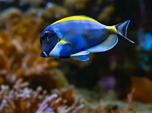 Perciformes Prints: Powderblue surgeonfish, Acanthurus leucosternon / Weißkehl-Doktorfisch