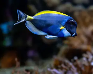 Perciformes Prints: Powderblue surgeonfish, Acanthurus leucosternon / Weißkehl-Doktorfisch
