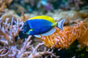 Perciformes Prints: Powderblue surgeonfish, Acanthurus leucosternon / Weißkehl-Doktorfisch