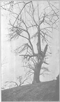 Practical orcharding on rough lands