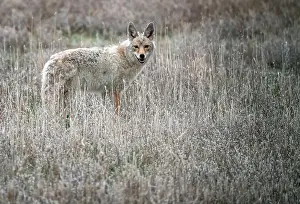 Canoidea Prints: Prairie Coyote Canada