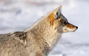 Canoidea Prints: Prairie Coyote Canada