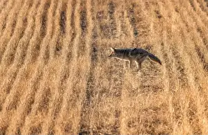 Watchful Prints: Prairie Coyote Canada