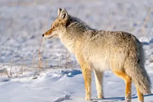 Watchful Prints: Prairie Coyote Canada