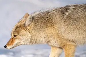 Watchful Prints: Prairie Coyote Canada