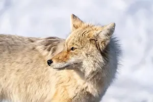 Watchful Prints: Prairie Coyote Canada