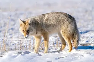 Watchful Prints: Prairie Coyote Canada