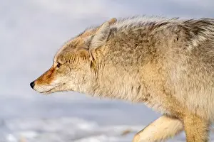 Watchful Prints: Prairie Coyote Canada