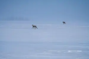 Watchful Prints: Prairie Coyote Canada