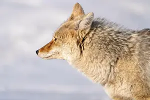 Watchful Prints: Prairie Coyote Canada