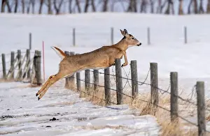 Mule Deer Prints: Prairie Deer Saskatchewan