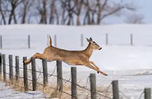 Mule Deer Prints: Prairie Deer Saskatchewan