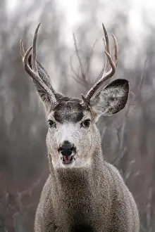 Mule Deer Prints: Prairie Deer Saskatchewan
