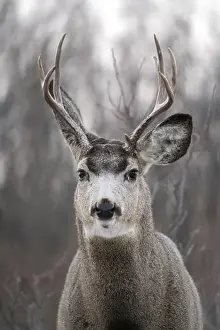 Game Animal Prints: Prairie Deer Saskatchewan Canada rural countryside scenic