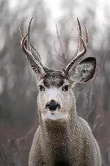 Saskatchewan Prints: Prairie Deer Saskatchewan Canada rural countryside scenic
