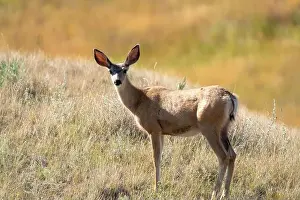 Saskatchewan Prints: Prairie Deer Saskatchewan Canada rural countryside scenic