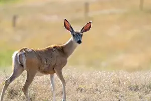 Saskatchewan Prints: Prairie Deer Saskatchewan Canada rural countryside scenic