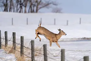 Saskatchewan Prints: Prairie Deer Saskatchewan Canada rural countryside scenic