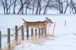 Saskatchewan Prints: Prairie Deer Saskatchewan Canada rural countryside scenic