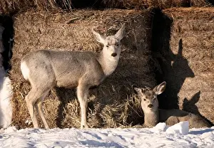 Saskatchewan Prints: Prairie Deer Saskatchewan Canada rural countryside scenic