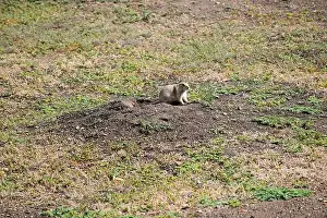 Theodore Prints: Prairie Dog