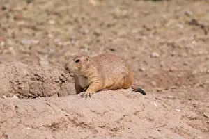 Burrow Prints: Prairie dog laying down in front of its hole