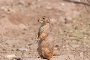 Burrow Prints: Prairie dog standing tall near its hole