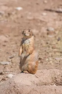 Herbivorous Prints: Prairie dog watching the entrance of his hole