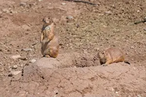 Burrow Prints: Two prairie dogs on their hole
