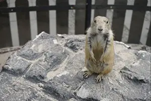 Alertness Prints: Prairie dogs are small burrowing rodents of the genus Cynomys