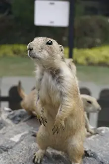 Alertness Prints: Prairie dogs are small burrowing rodents of the genus Cynomys