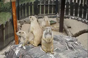 Alertness Prints: Prairie dogs are small burrowing rodents of the genus Cynomys