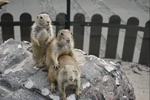 Alertness Prints: Prairie dogs are small burrowing rodents of the genus Cynomys