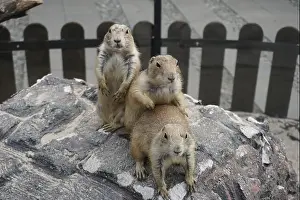 Alertness Prints: Prairie dogs are small burrowing rodents of the genus Cynomys