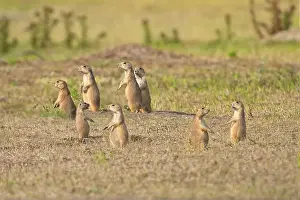 Sheila Haddad Prints: Several prairie dogs standing on alert in the grasslands of South Dakota