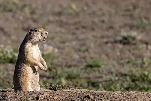 Chuck Haney Prints: Prairie dogs in Theodore Roosevelt National Park, North Dakota, USA. (Editorial Use Only)