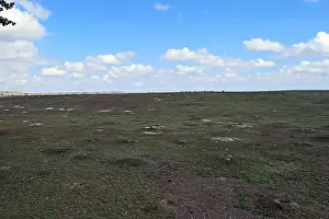 Theodore Prints: Prairie Field