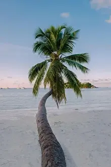 Anse Prints: Praslin Seychelles tropical island with withe beaches and palm trees