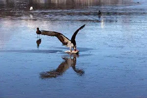 Hawk Prints: Predator Hawk Bird Nature Hunting Eating Caught Fish on Beach Surf